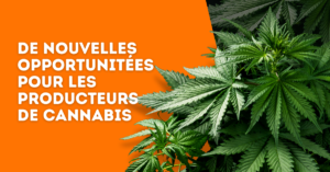 Image de Blogue sur les Nouvelles Réglementations sur le Cannabis au Canada